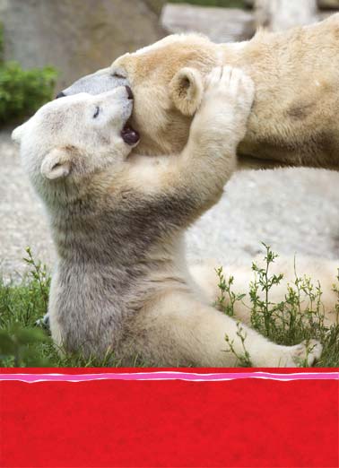 Little Bear Hug VAL Valentine's Day card Little Bear Hug VAL Funny Valentine's Day A photo of a polar bear cub playing with its mother. | Valentine Day play little polar bear hug go by photo