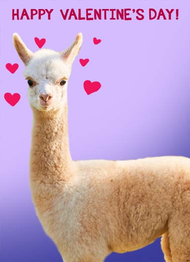 Llots of Llove VAL Valentine's Day card Llots of Llove VAL Funny Valentine's Day A photo of a Llama that is wishing you a happy Valentine's Day. | llama love heart happy wish valentine valentine's day Wishing you Llots of Llove today and always!