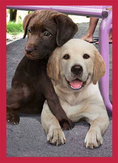 Schnauzer Valentine's Day Cards